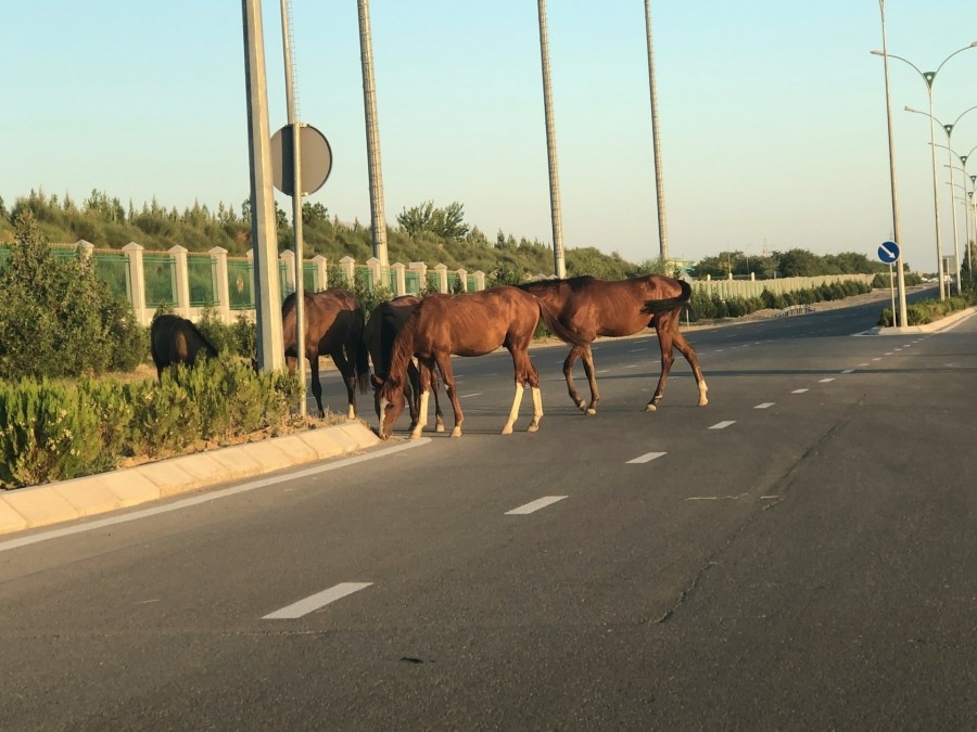 Akhal teke lovak Asgabatban (Fotó: Amal Gurban via Unsplash)