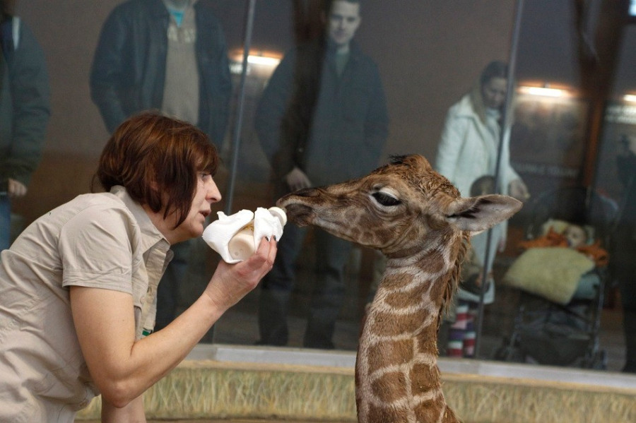 Gondozója táplálja a veszprémi zsiráfbébit (MTI-fotó: Nagy Lajos)