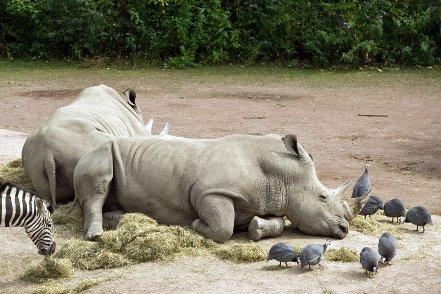 Pablo utódja, Rafiki