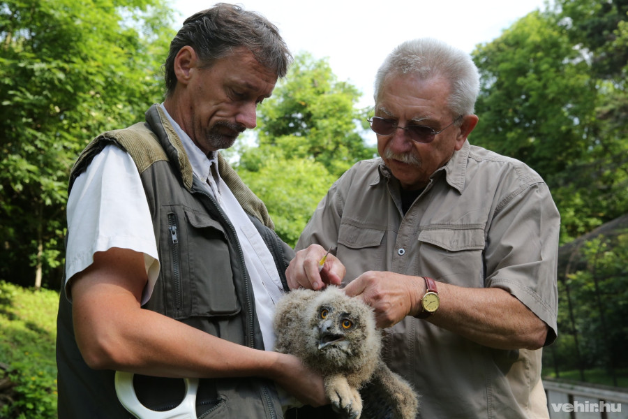 Fotók: Veszprémi Állatkert