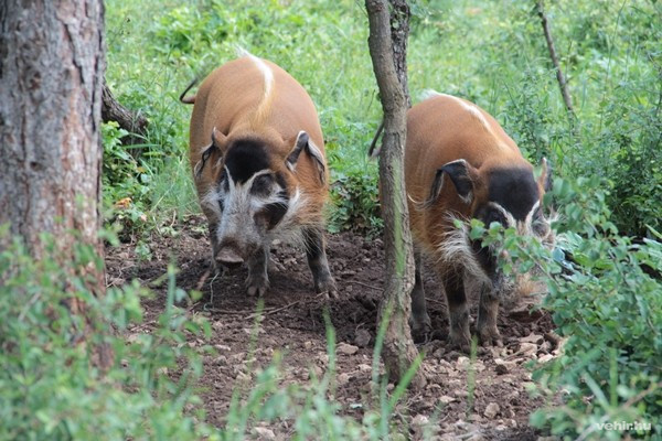 A kedvenc: ecsetfülű disznó