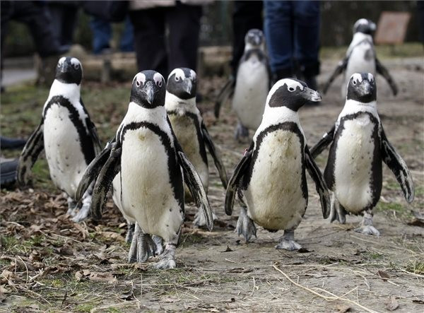 MTI Fotó: Bugány János
