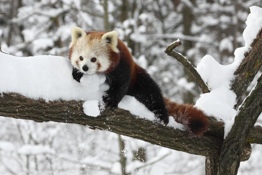 (Fotó: Veszprémi Állatkert)