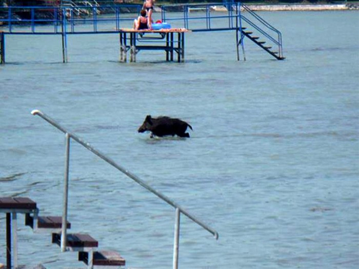 Vaddisznó a zamárdi strandon