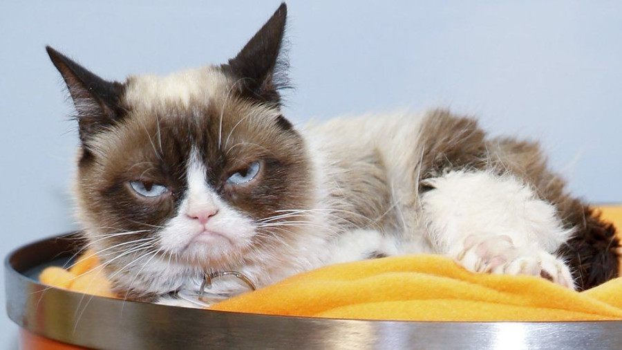 Időnként lehetünk Grumpy Catek