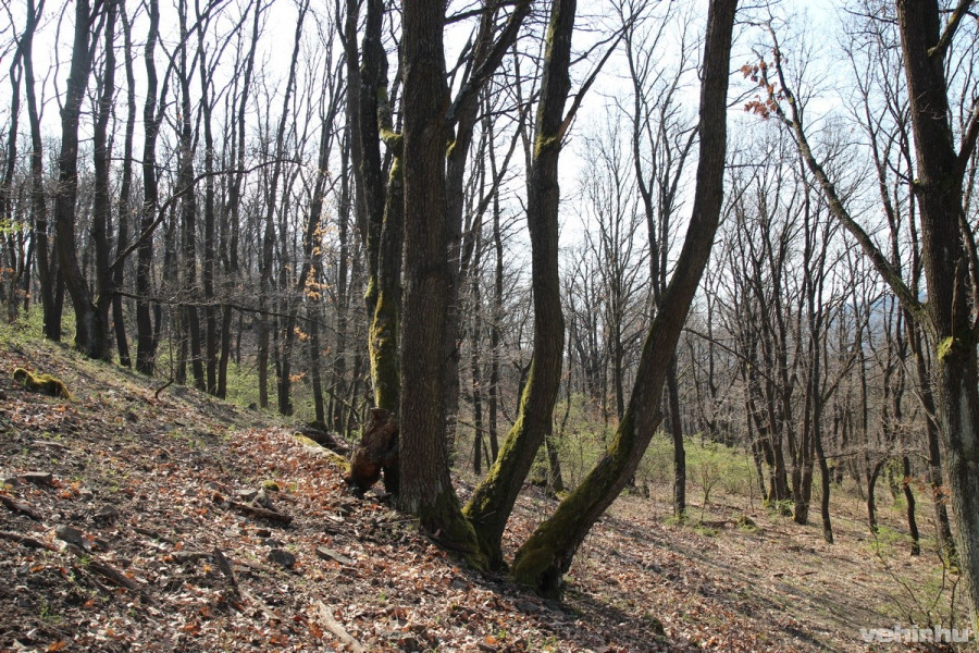 Fotó: Máthé István