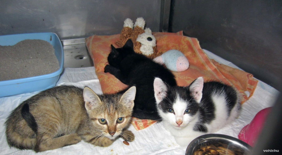 fotó: állatvédő egyesület veszprém facebook