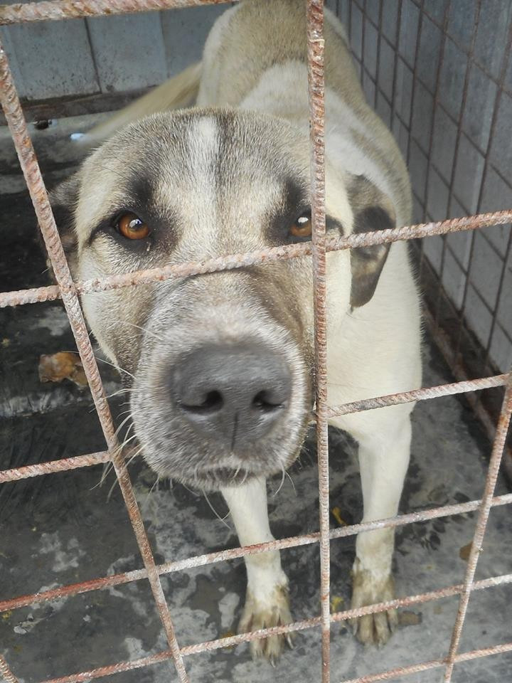 fotó: állatvédő egyesület veszprém