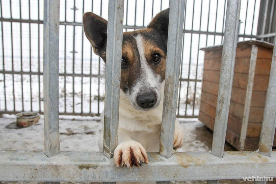 forrás: Eszkuláp Állatvédő Egyesület