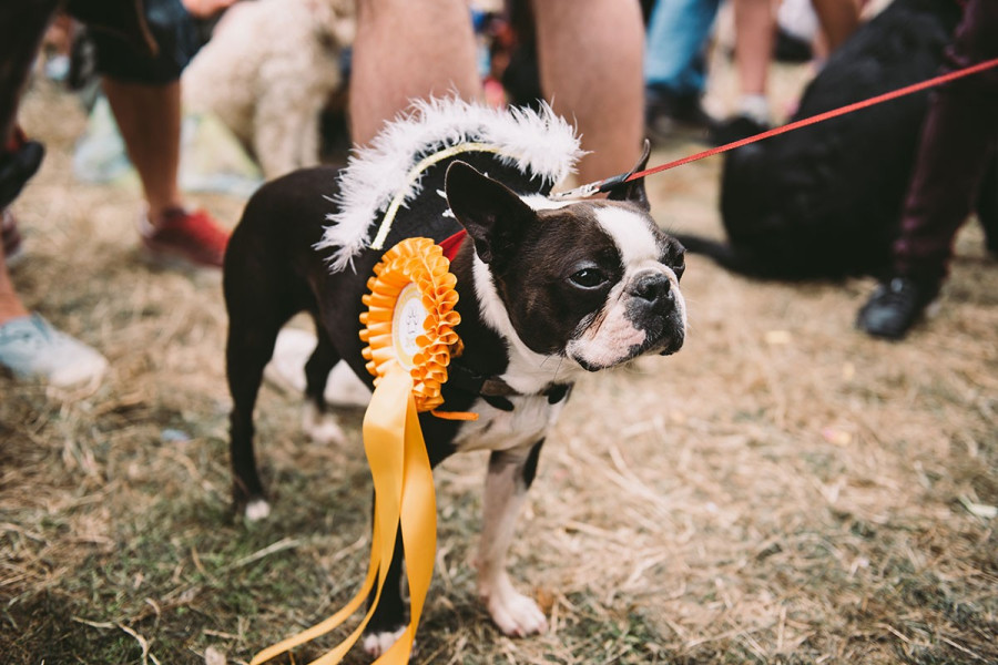 A kutya nem játékszer vagy mutogatnivaló darab /A fotó illusztráció