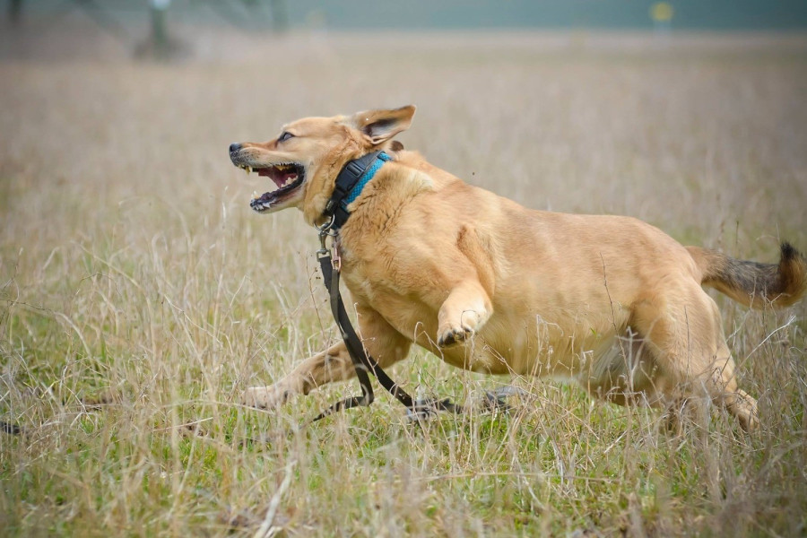 Fotók: Szigligeti András/Wanderer Photo