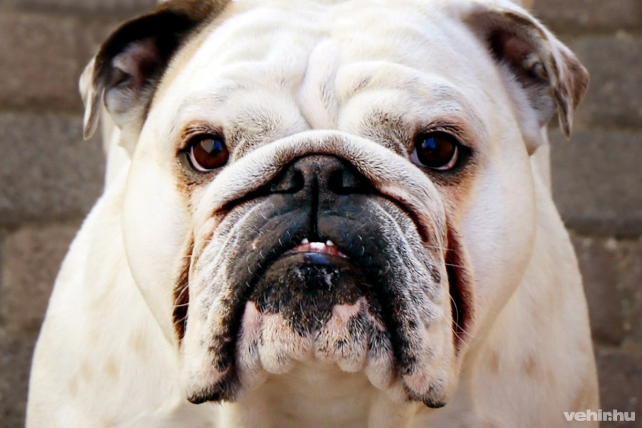 Bemutatom nektek a legjobb barátomat Buldit, az angol buldogot