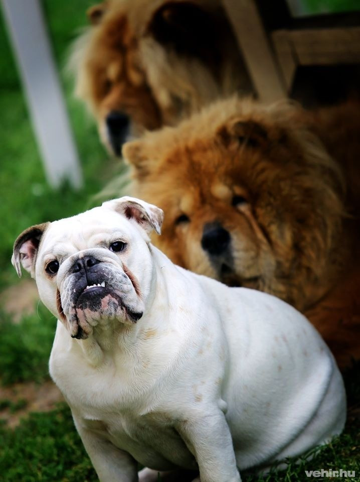 Amikor a fehér van kisebbségben: elöl a főnök, hátul Maya és Molly