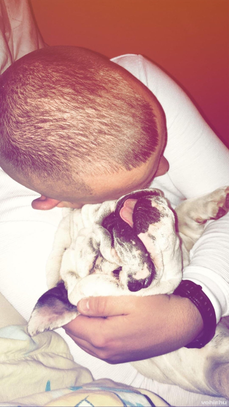 Az angol buldog humorérzékével, szeretetreméltó, ügyetlen természetével azonnal meghódítja a szívedet!