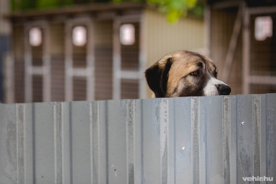 A gyepmesteri telepen Melák őrzi a lakrészeket