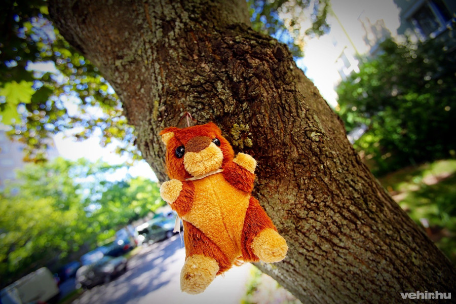 így a gyerekek elmondhatják majd az óvodában, hogy nyáron mókust is simogattak