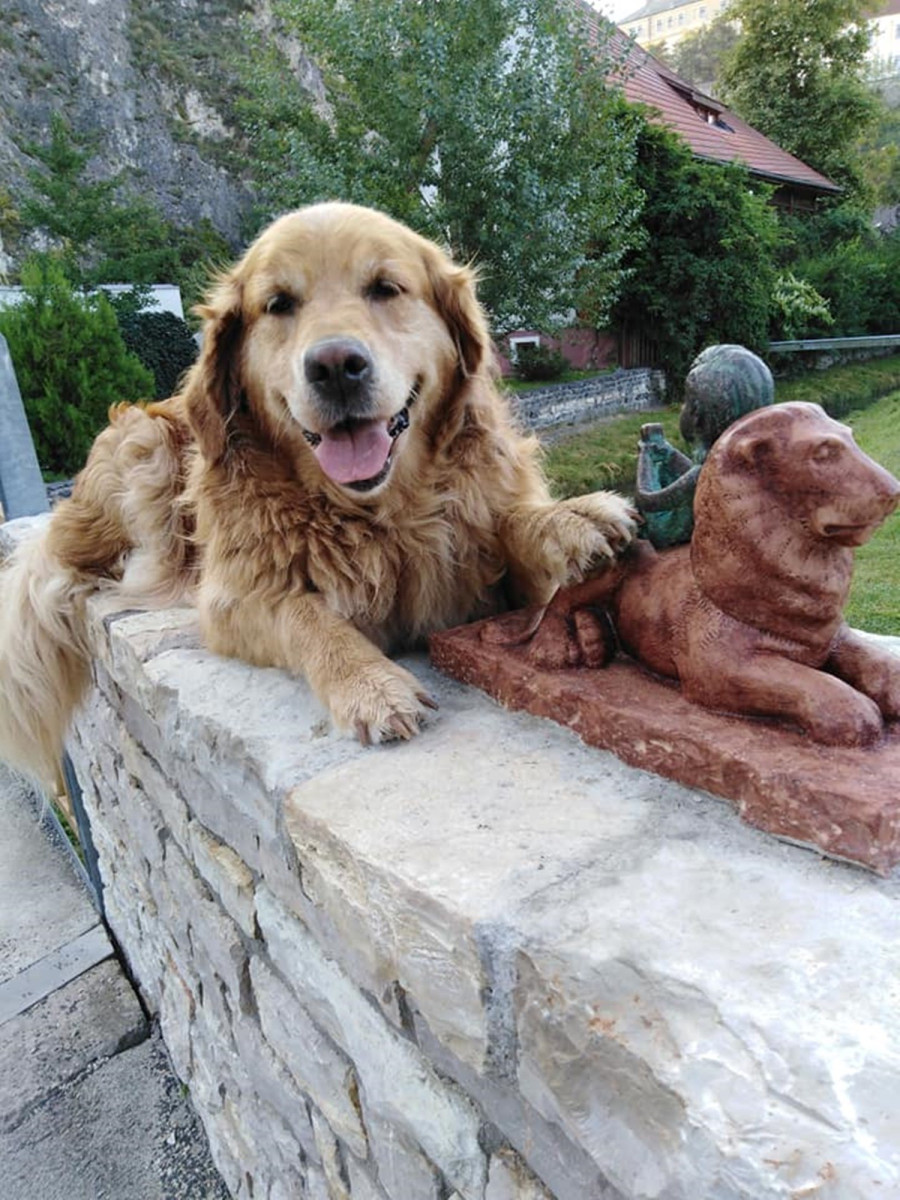 Egy kutya mosolya mögött gazdája gondoskodása rejlik