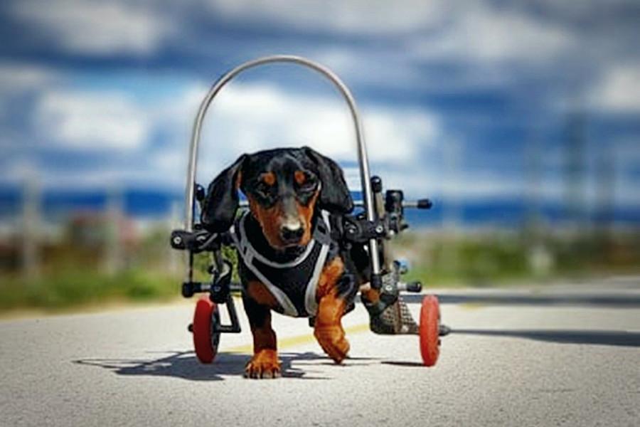 A fényképen Apród, a kerekesszékes tacsi, aki szeretne szerető családra találni