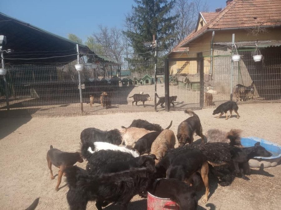 A Vackolónál az együttélésre is megtanítják az ebeket 