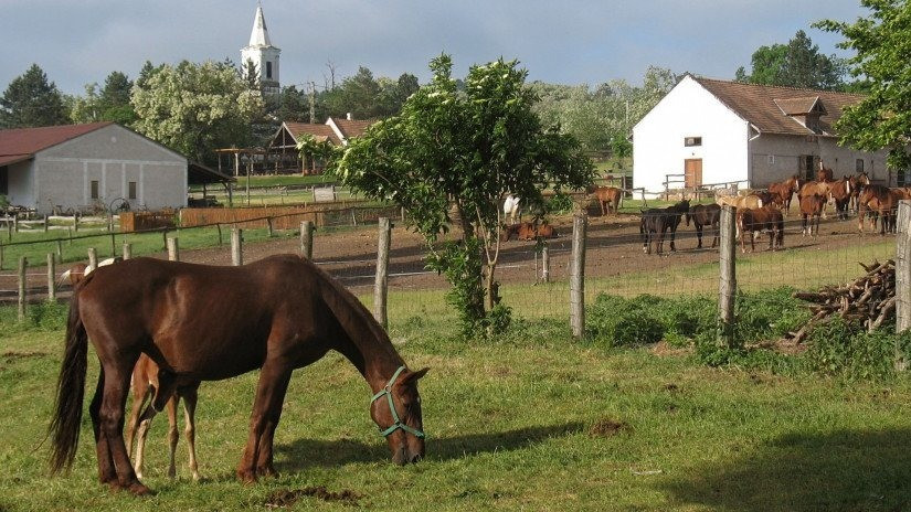 Lovak a salföldi majorban / Fotó: Balaton-felvidéki Nemzeti Park