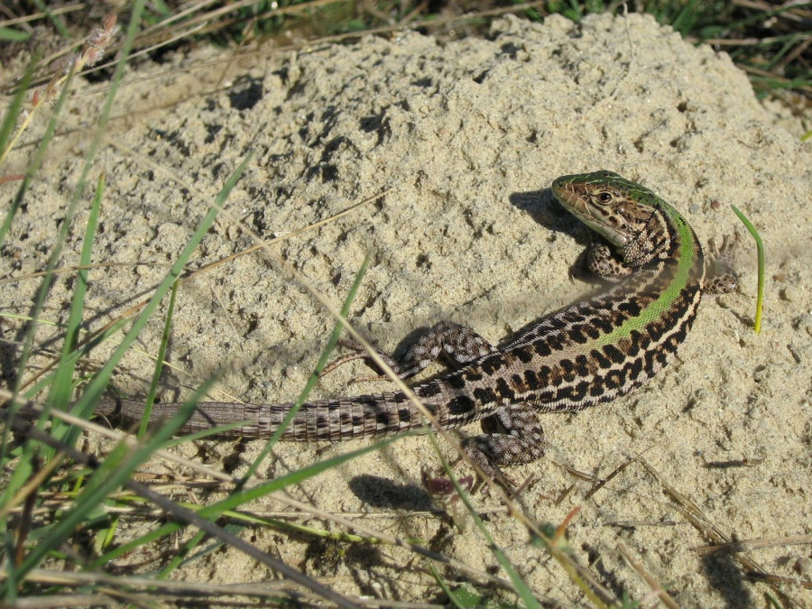 Fotó: Halpern Bálint / herpterkep.mme.hu