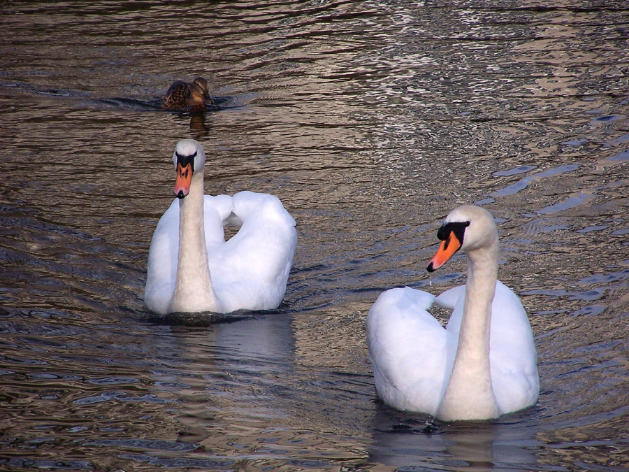 Fotó: Agadez / Wikipedia
