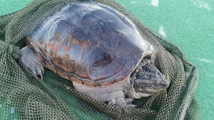 A horogra akadt hüllő (Fotó: Szeles Zsolt)