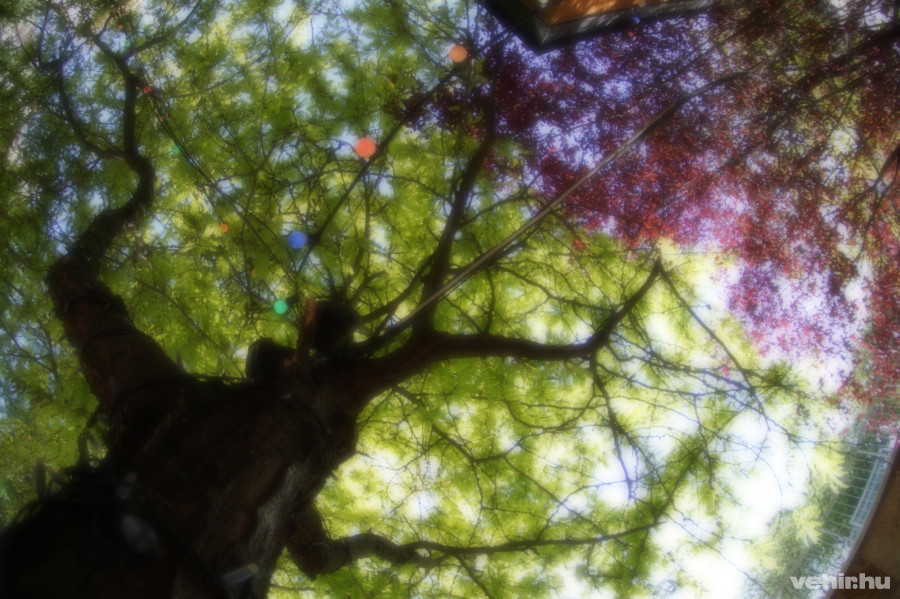 A különdíjas alkotás 