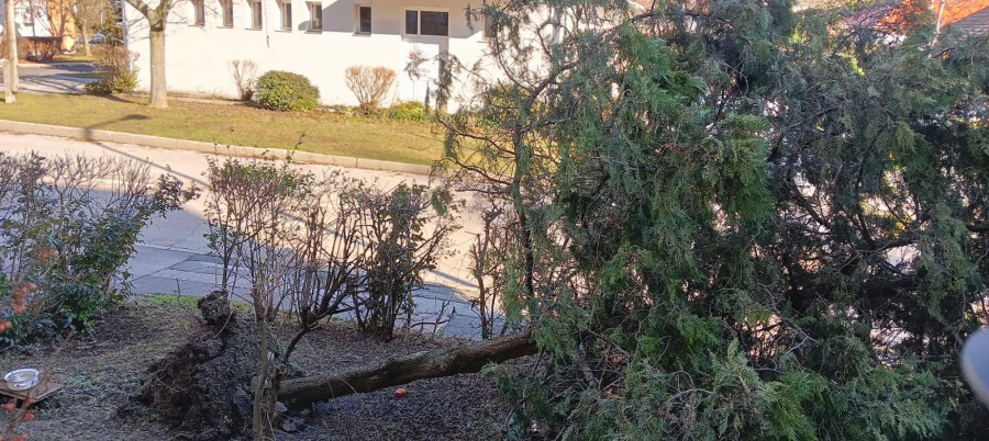 Valahol tövestől fordult ki egy fa a földből