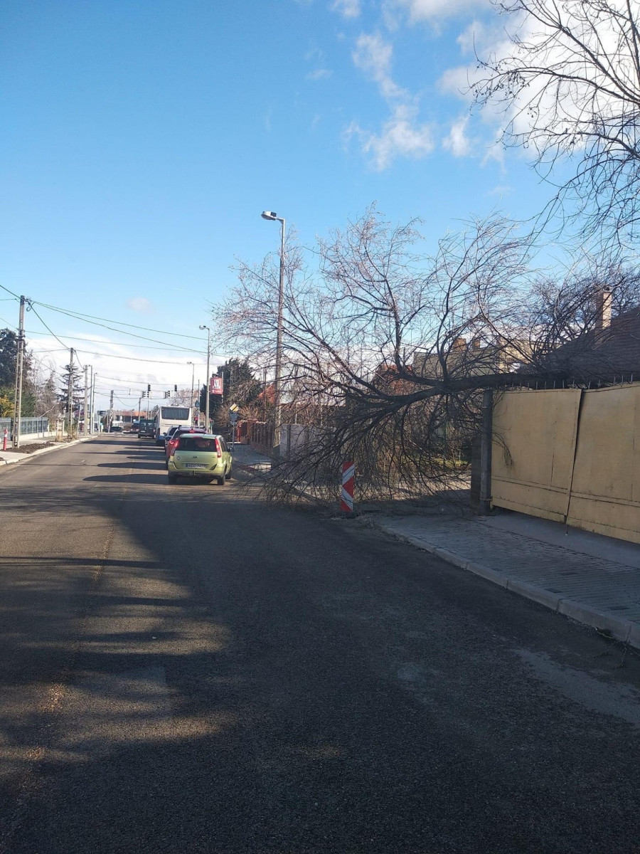 A Budapest útra egy ház udvarából dőlt ki egy fa