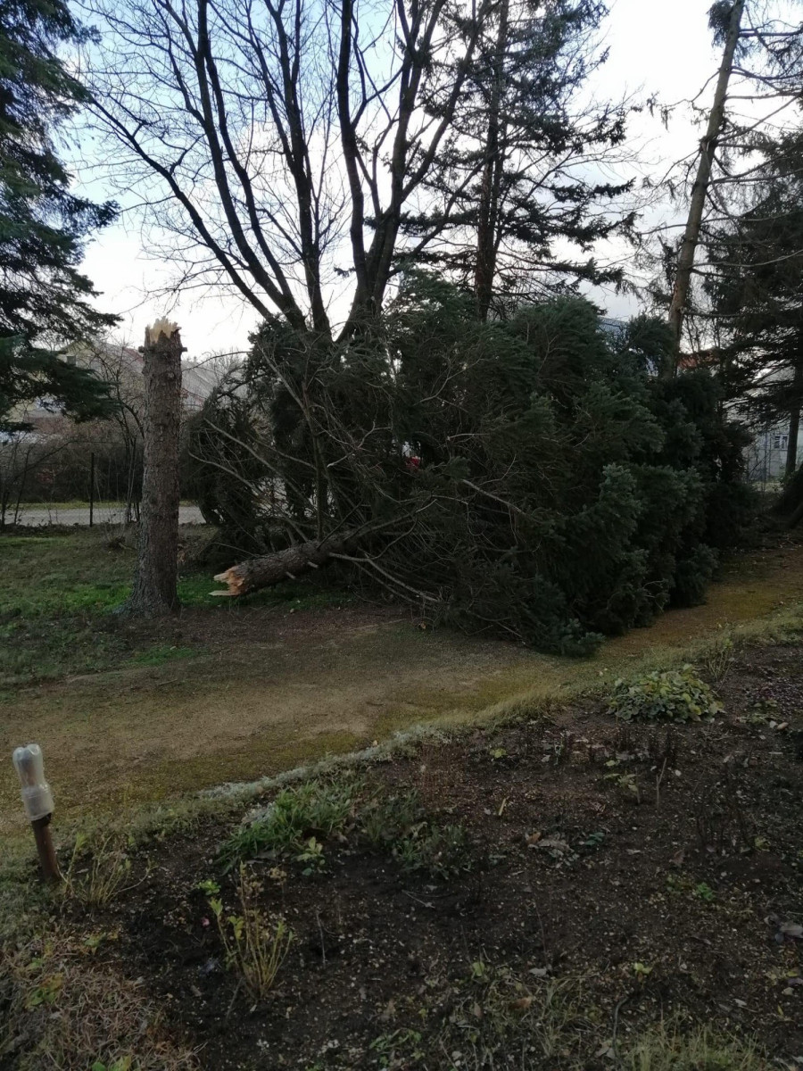 Máshol derékban törte ki a többméteres fenyőt
