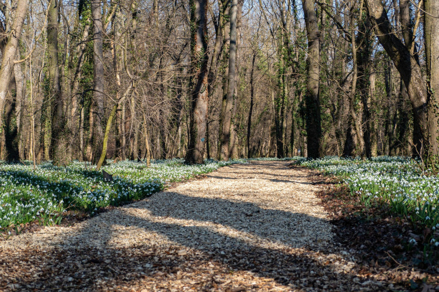 Fotó: Alcsúti Arborétum