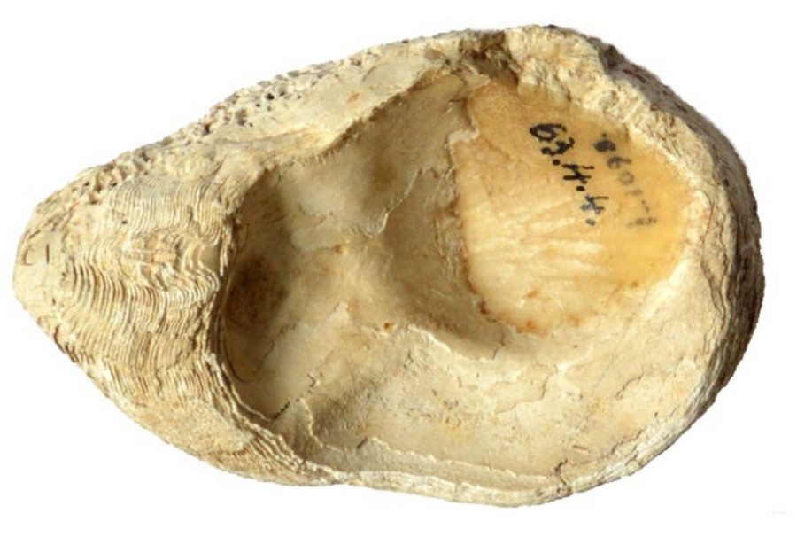 A József Attila utcai lelőhelyen talált Spondylus kagylóhéj (Fotó: LDM)