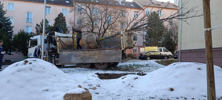Ugyan nem a közösségi tervezés része volt, de éppen kedden történt, hogy a parkba visszaültettek egy nagyobb fát. Korábban ki kellett vágni az egyik megbetegedett hársfát, Csík Richárd kezdeményezésére pedig egy hasonló méretű fával pótolták azt. A VKSZ Zrt. munkatársai egy daruval emelték be új helyére a fát, ami remélhetőleg tavasszal megered.