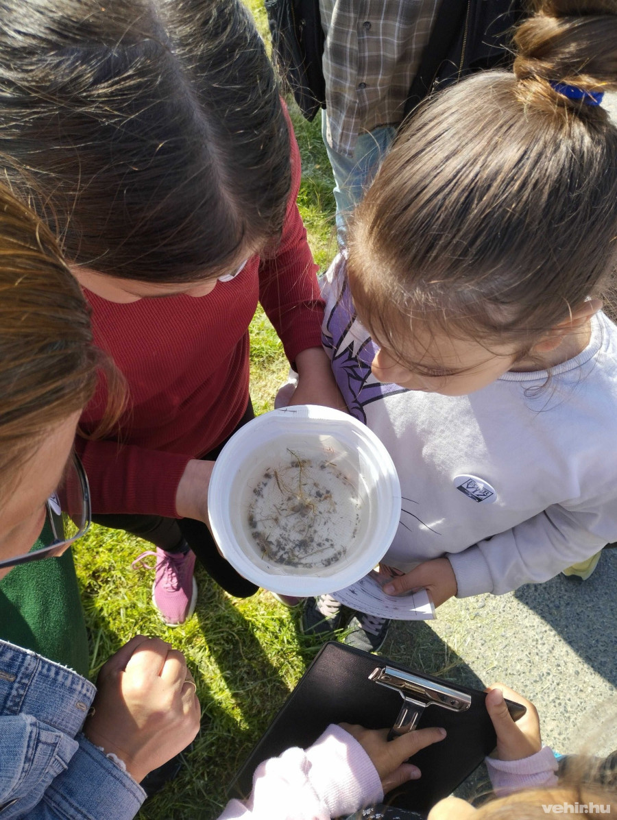Állatmegfigyelés a természetben