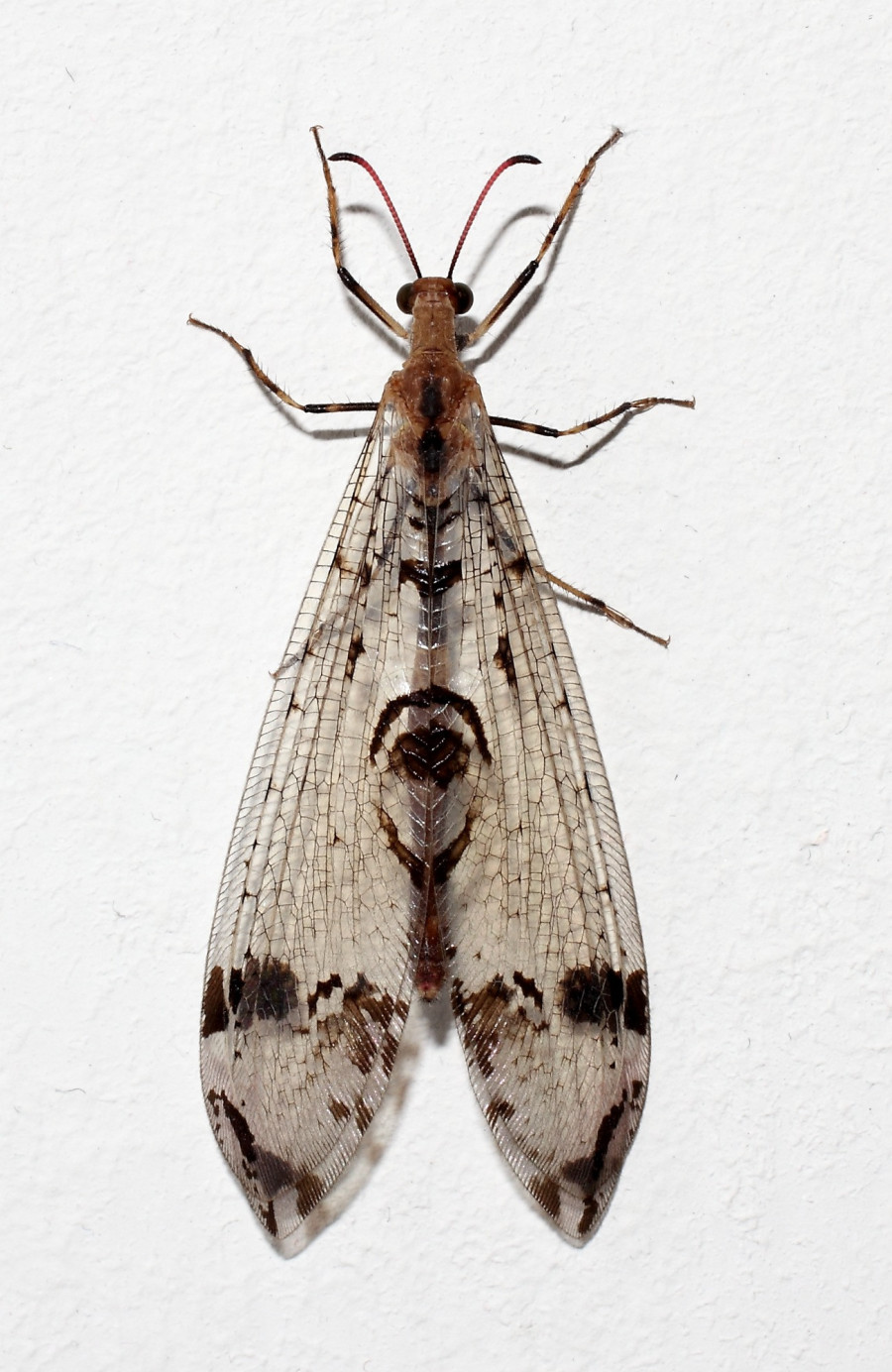 Fotó: IKAI / Wikimedia, CC-by-sa-3.0