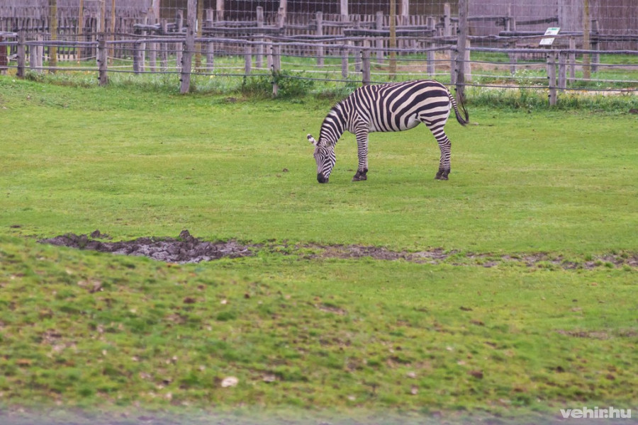 Nevelőszülőre talált Zebulon