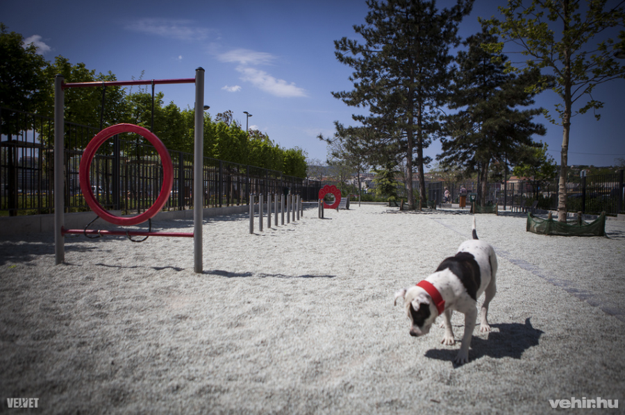 Kutyafuttaó a fővárosban / fotó:velvet
