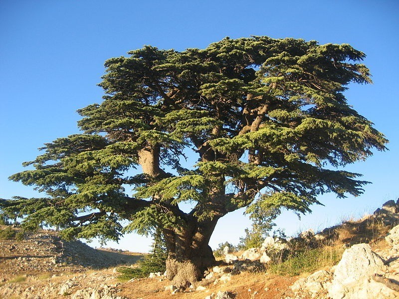 Libanoni cédrus – Fotó: Wikimedia Commons