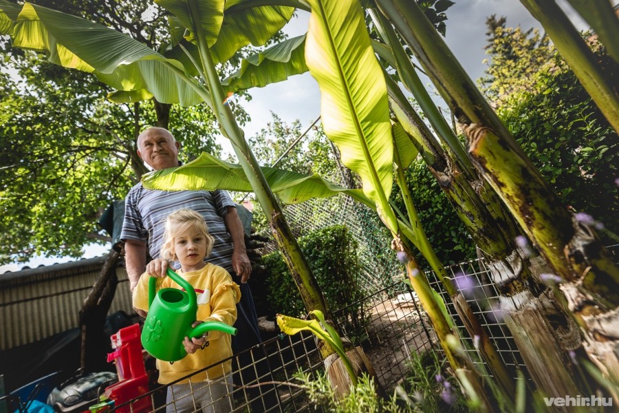A veszprémi családnál még banánfák is akadtak a kertben