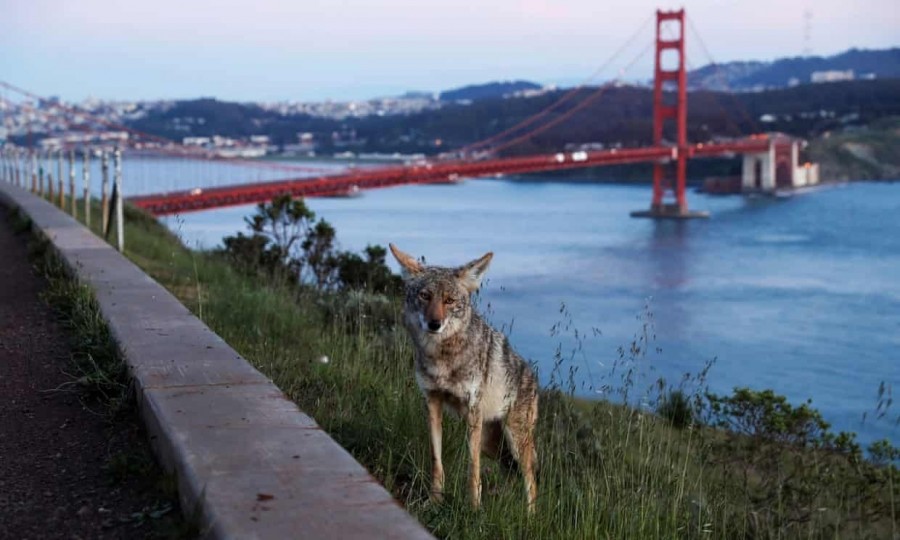 Sakál a Golden Gate közelében (Shannon Stapleton/Reuters)