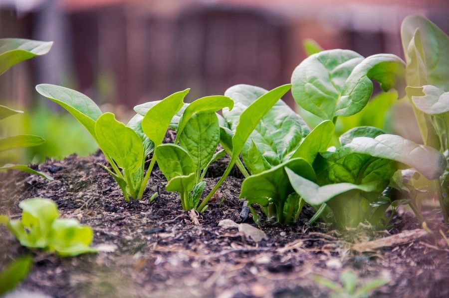 Az internetező növények már a spájzban (földben) vannak. Fotó: Devanath - Pixabay