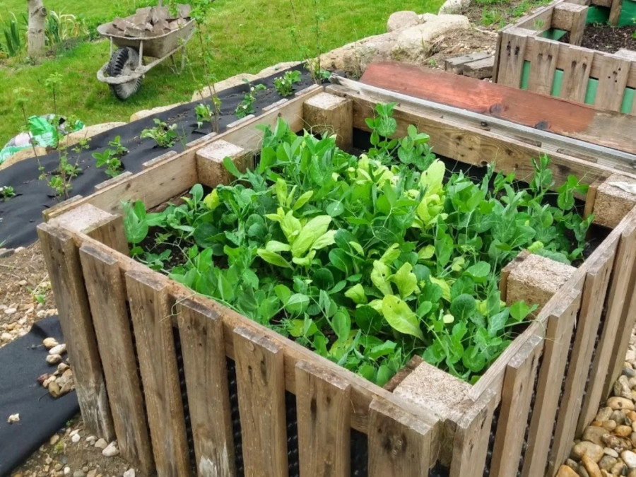 Zöldellő magaságyás egyutas raklapokból.