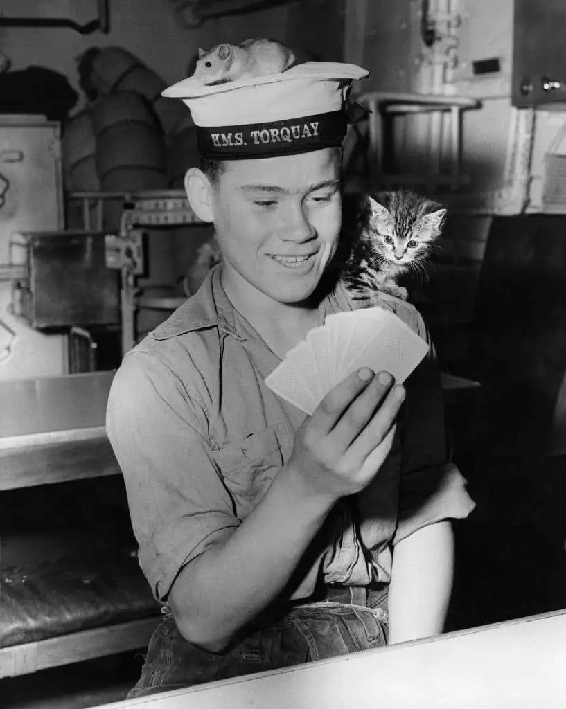 Fiatal tengerész kártyázik a tengeralattjáró hörcsögével és macskájával (Fotó: Photo by © Hulton-Deutsch Collection/CORBIS/Corbis via Getty Images)