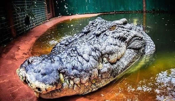 A tudósok úgy vélik, hogy Cassius, egy közel 18 láb hosszú sósvízi krokodil, aki fogságban él, és nagyjából 120 éves.  Fotó: Marineland Melanesia krokodil élőhely