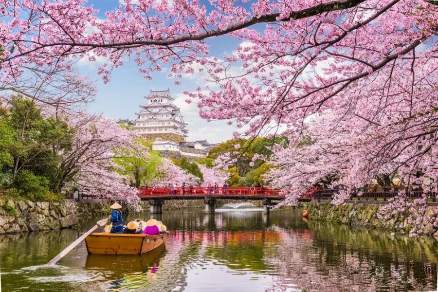 Cseresznyevirágzás Japánban / Fotó: Shutterstock