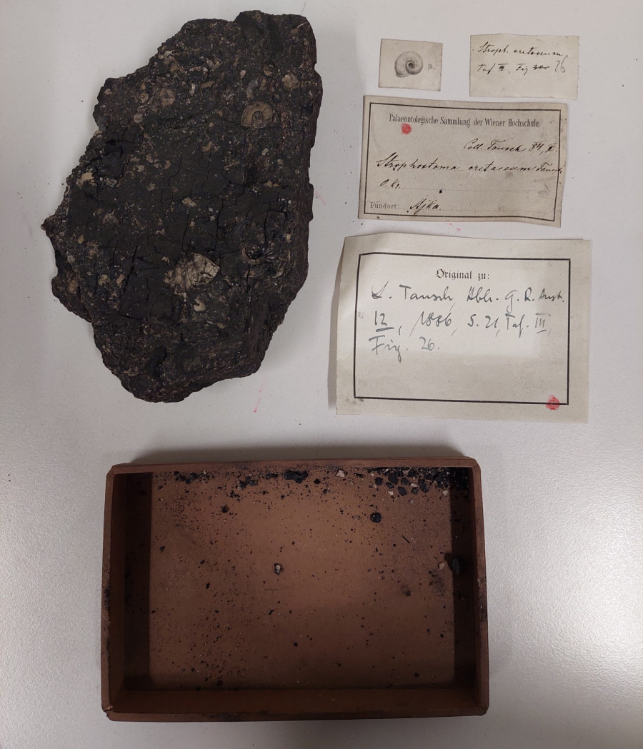 Tausch gyűjteményének (Bécsi Tudományegyetem) egyik darabja: A Strophostoma supracretaceum Tausch, 1886 szüntípusát tartalmazó széndarab.