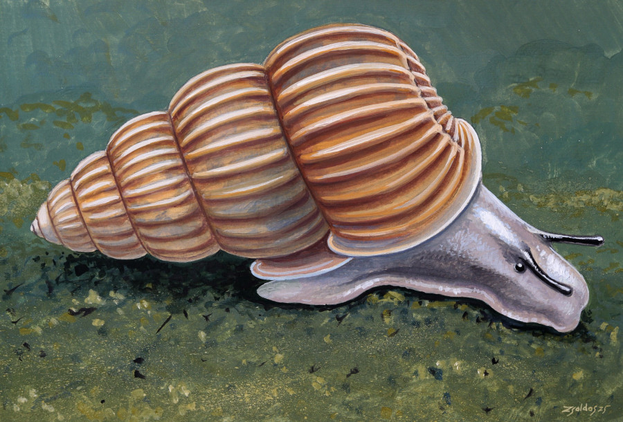 A Brunszvikia gracilis (Tausch, 1886) művészi ábrázolása (Zsoldos Márton festménye).