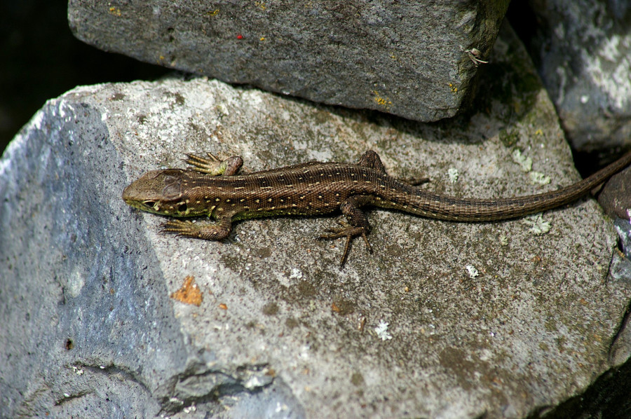 Illusztráció: Böhringer Friedrich / Wikimedia (CC-BY-SA-2.5)