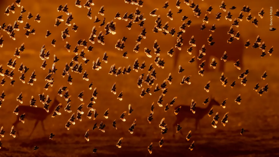 Fotó: Máté Bence / Wildlife Photographer of the Year